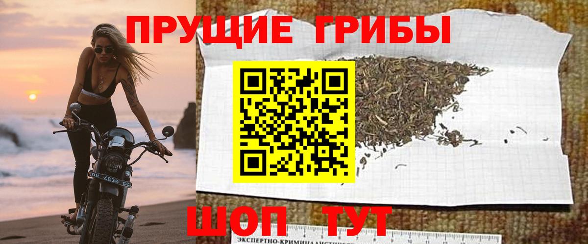 Галлюциногенные грибы Psilocybe Рубцовск
